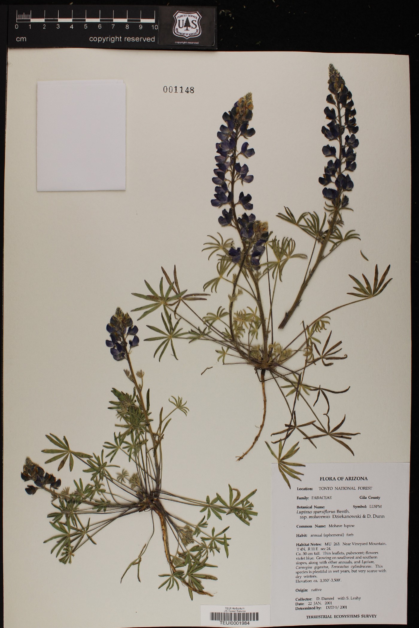 Lupinus sparsiflorus subsp. mohavensis image