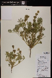 Lupinus densiflorus var. densiflorus image