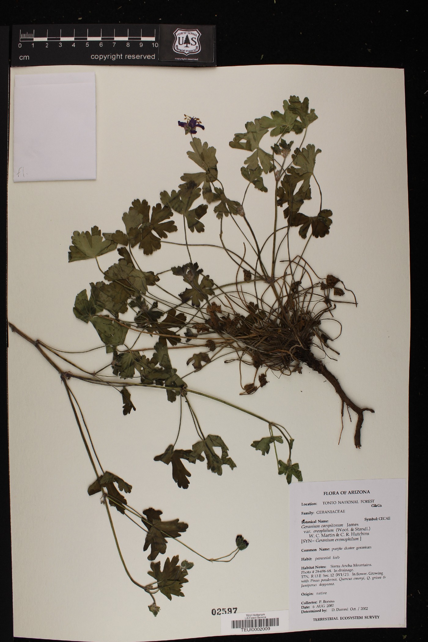 Geranium caespitosum var. eremophilum image