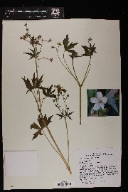 Geranium richardsonii image