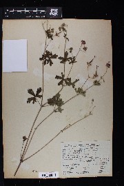 Geranium richardsonii image