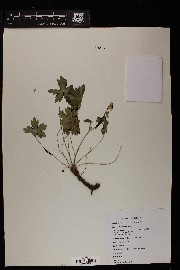 Geranium richardsonii image