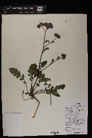 Phacelia crenulata var. ambigua image