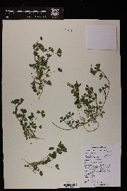 Trifolium gracilentum image