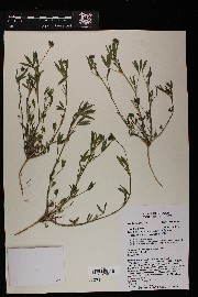 Trifolium mucronatum image