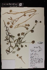 Trifolium mucronatum subsp. lacerum image