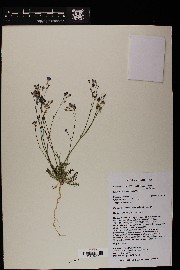 Gilia flavocincta subsp. flavocincta image