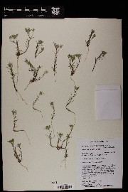 Eriastrum diffusum image