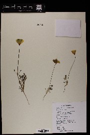 Eschscholzia californica image