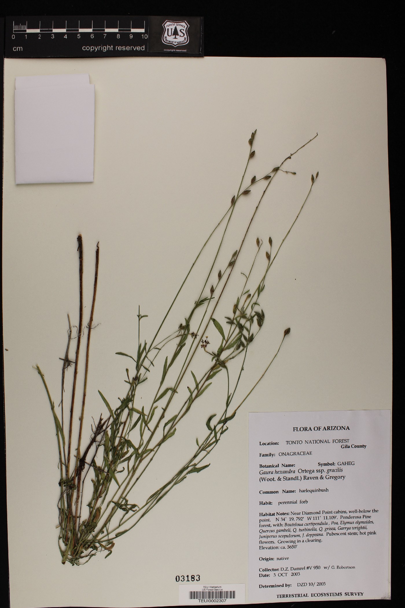 Gaura hexandra subsp. gracilis image