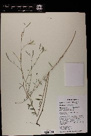 Epilobium brachycarpum image