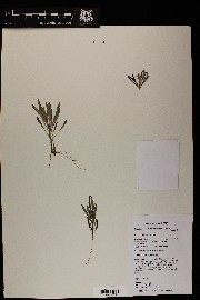 Camissonia pallida subsp. pallida image