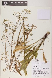 Valeriana edulis image