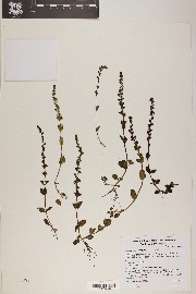 Veronica serpyllifolia image