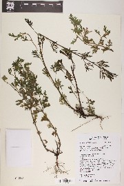 Glandularia bipinnatifida image