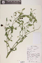 Solanum xanti image