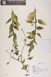 Solanum xanti image