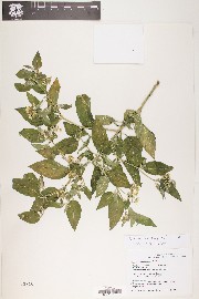 Solanum douglasii image