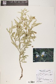 Solanum elaeagnifolium image