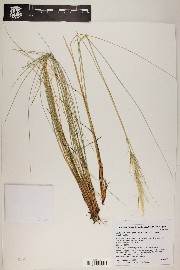 Pappostipa speciosa image