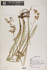 Juncus ensifolius var. montanus image