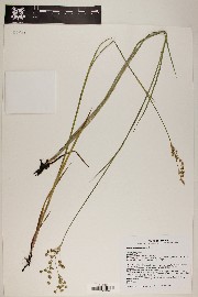 Juncus ensifolius var. montanus image