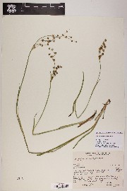 Juncus macrophyllus image