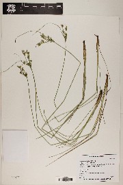 Juncus interior image