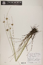 Juncus interior image