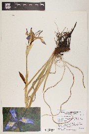 Iris missouriensis image