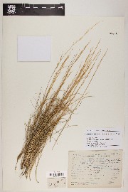 Aristida purpurea var. nealleyi image