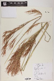 Andropogon glomeratus image