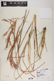 Andropogon glomeratus image