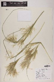 Andropogon glomeratus image