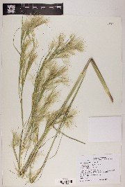 Andropogon glomeratus image