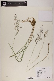 Agrostis gigantea image