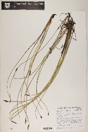 Eleocharis palustris image