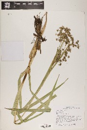 Scirpus microcarpus image