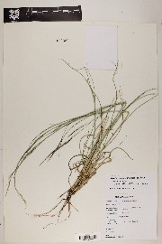 Aristida schiedeana image