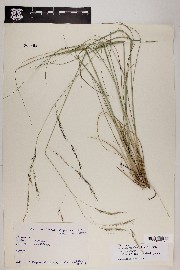 Aristida schiedeana var. orcuttiana image