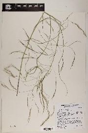 Aristida ternipes var. gentilis image