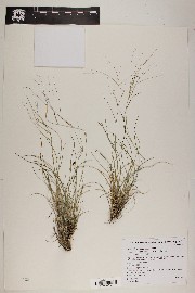 Aristida purpurea var. longiseta image