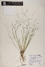 Aristida divaricata image