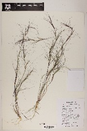 Aristida oligantha image