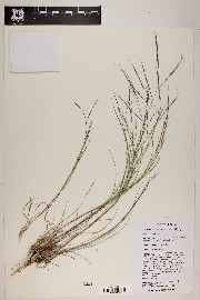 Aristida divaricata image