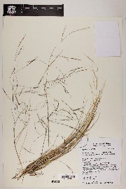 Aristida divaricata image