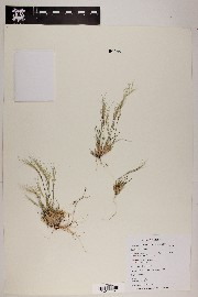 Aristida adscensionis image