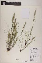 Aristida adscensionis image