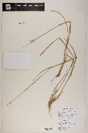 Bothriochloa barbinodis image