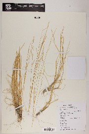 Bouteloua barbata var. rothrockii image